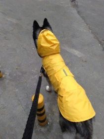 Pet Waterproof Windproof Hood Puppy Raincoat (Option: Yellow-XL)